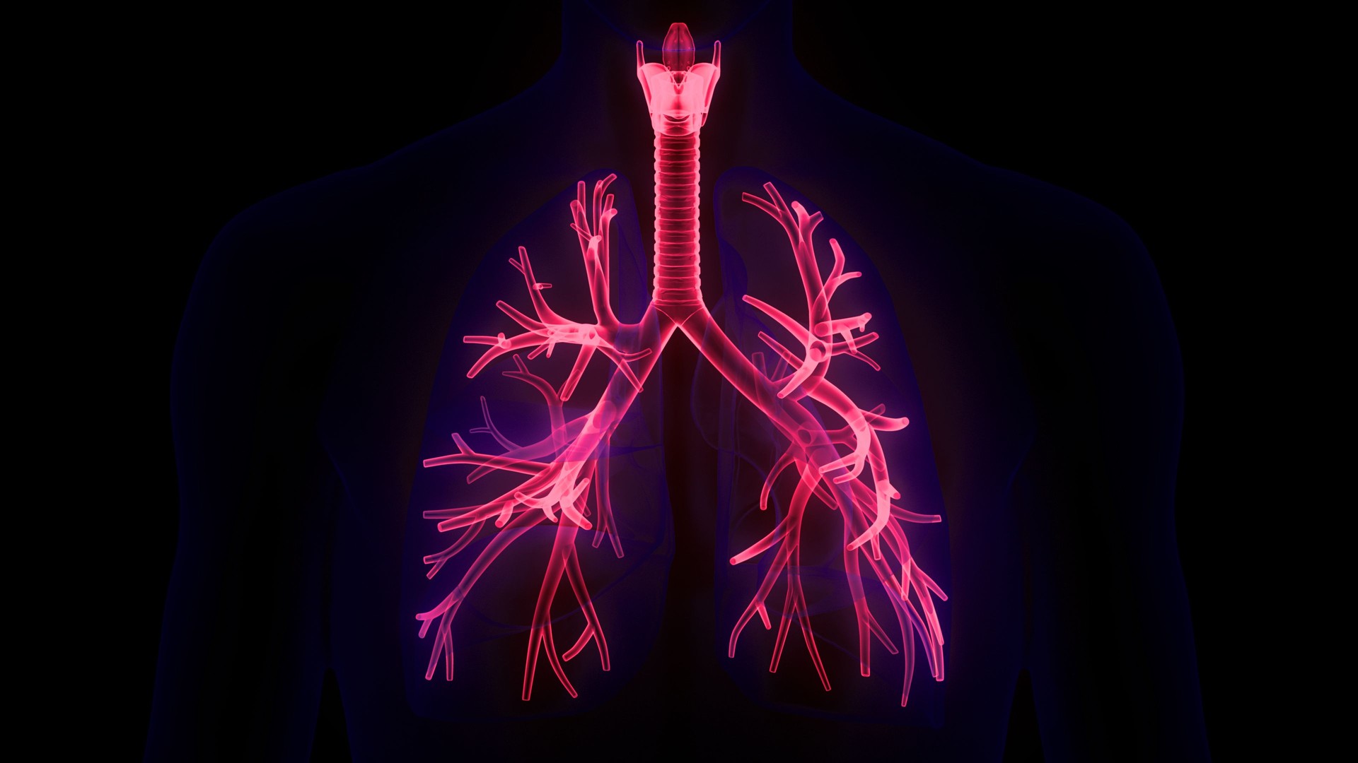 Human Respiratory System Lungs Anatomy